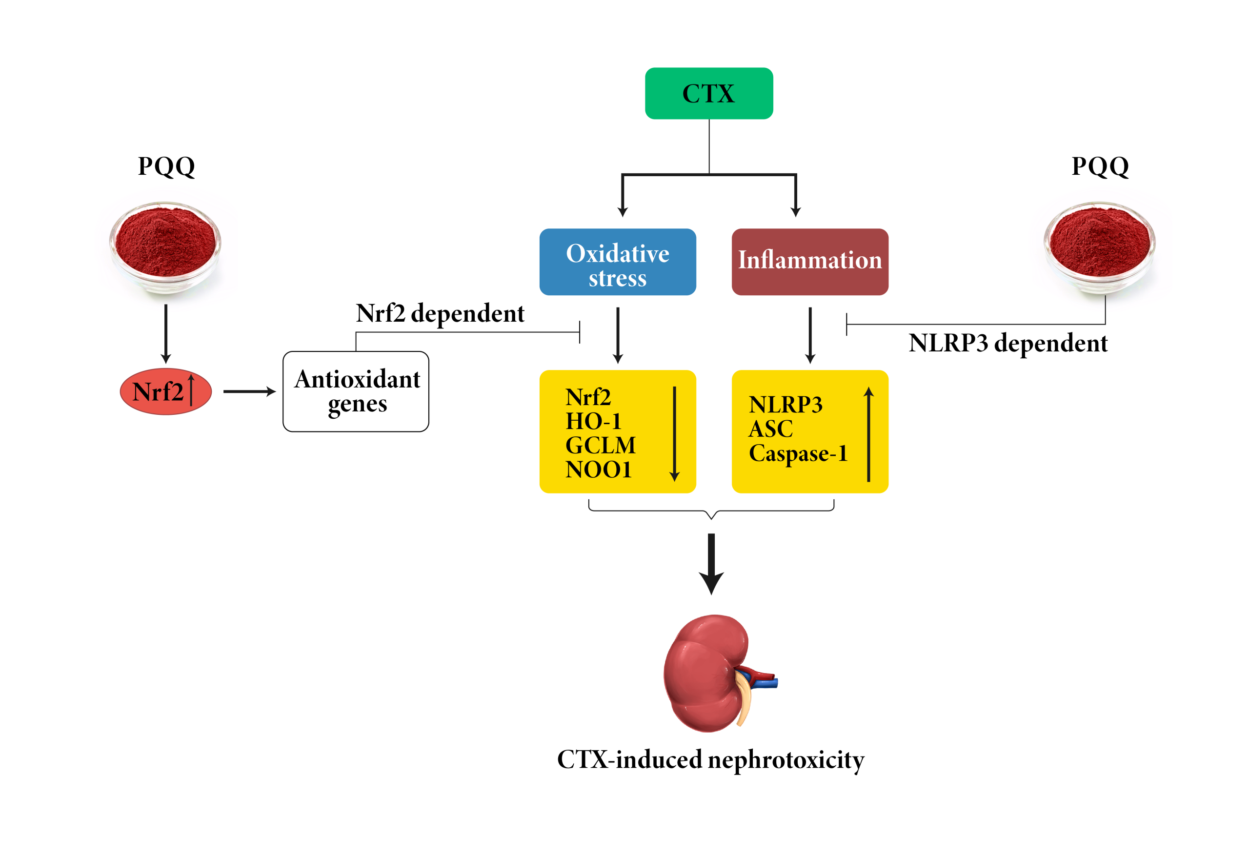PurePQQ® ameliorates CTX-induced kidney injury by activating the Nrf2 pathway and inhibiting the NLRP3 inflammatory pathway