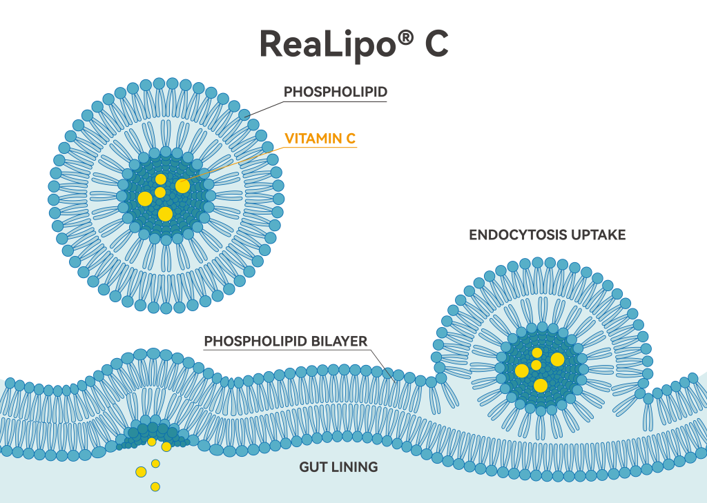 ReaLipo®C- liposomal vit c
