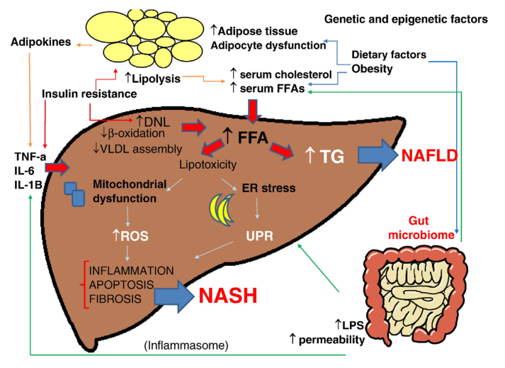 The multiple hit hypothesis of NAFLD 2